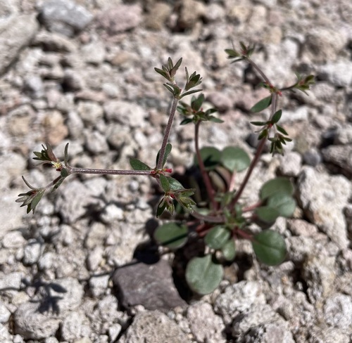 Image of Johanneshowellia puberula by (c) Matt Berger, some rights reserved (CC BY)