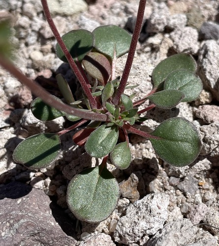 Image of Johanneshowellia puberula by (c) Matt Berger, some rights reserved (CC BY)