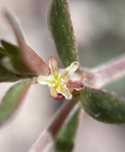 Image of Johanneshowellia puberula by (c) Matt Berger, some rights reserved (CC BY)