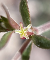 Johanneshowellia puberula