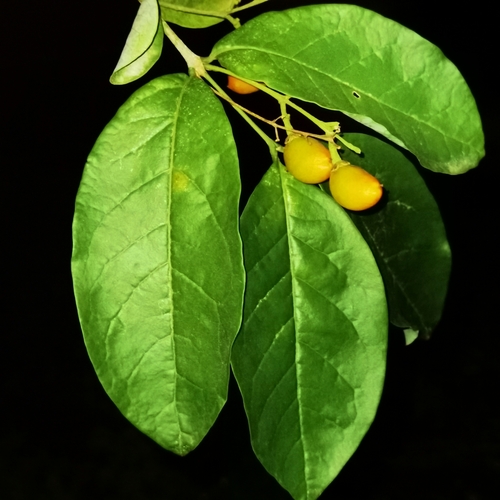 Bunchosia nitida, photograph 3