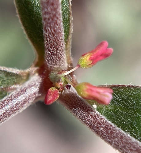 Image of Johanneshowellia puberula by (c) Matt Berger, some rights reserved (CC BY)