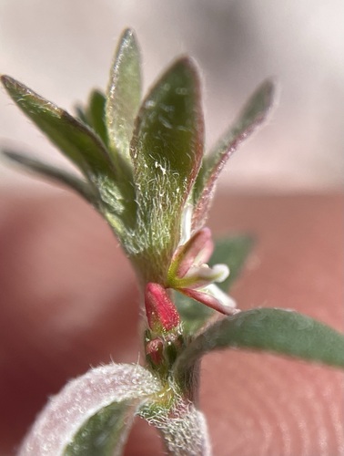 Image of Johanneshowellia puberula by (c) Matt Berger, some rights reserved (CC BY)