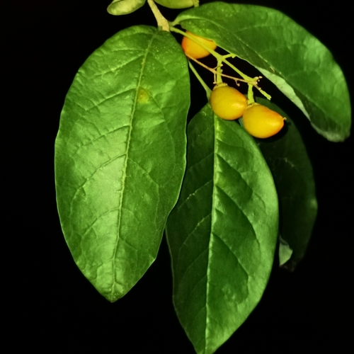 Bunchosia nitida, photograph 4