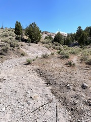 Johanneshowellia puberula