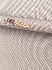 Helcystogramma rufescens