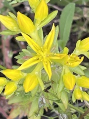 Sedum stenopetalum