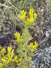 Sedum stenopetalum
