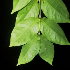 Bunchosia polystachia