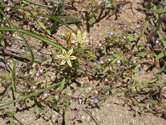 Triteleia ixioides anilina