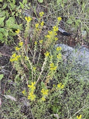 Sedum stenopetalum