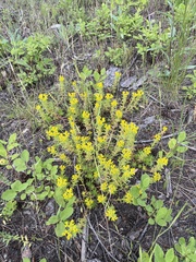 Sedum stenopetalum