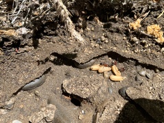 Camponotus sansabeanus