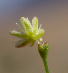 Eriogonum wetherillii