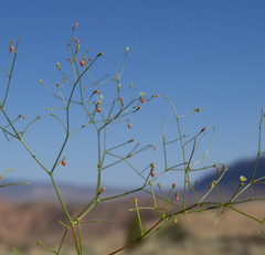 Eriogonum wetherillii