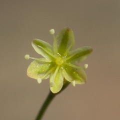 Eriogonum wetherillii