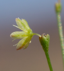 Eriogonum wetherillii