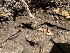 Camponotus sansabeanus