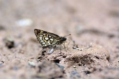 Heteropterus morpheus