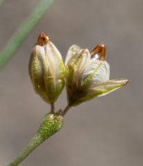 Eriogonum gordonii