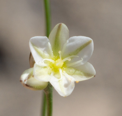 Eriogonum gordonii