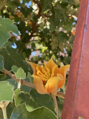 ×chiranthofremontia lenzii