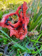 Clathrus