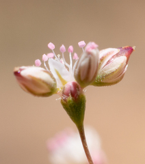 Eriogonum subreniforme