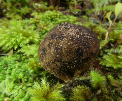 Lycoperdon compactum
