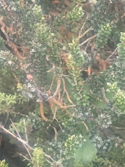 Epacris alpina