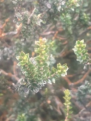 Epacris alpina