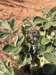 Pediomelum castoreum