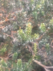 Epacris alpina
