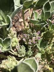 Pediomelum castoreum