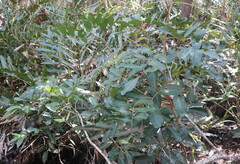 Acrostichum speciosum