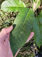 Astrotricha latifolia