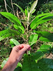 Astrotricha latifolia