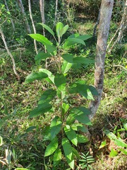 Astrotricha latifolia