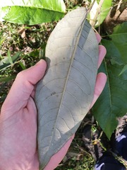 Astrotricha latifolia