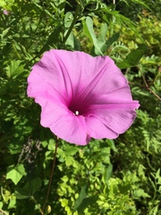 Ipomoea sagittata