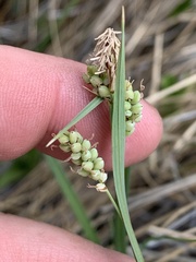 Carex aurea