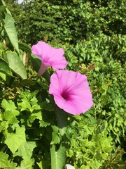 Ipomoea sagittata