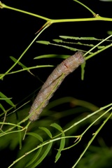 Apotolype brevicrista