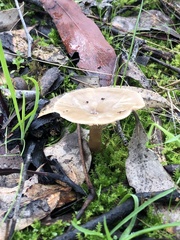 Singerocybe