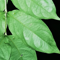 Bunchosia polystachia