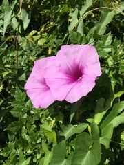Ipomoea sagittata