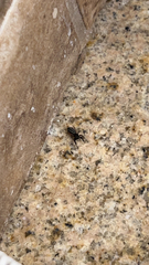 Metacyrba taeniola similis