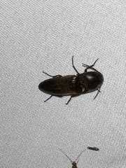 Elaterini