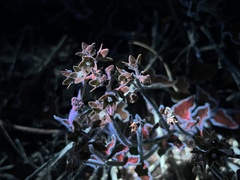 Matelea brevicoronata