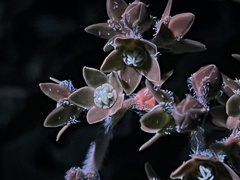 Matelea brevicoronata